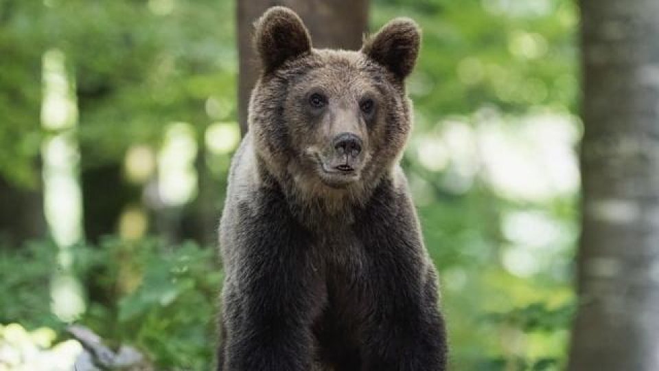 Un bărbat, care prezenta răni ce provin de la un urs, a fost găsit decedat în localitatea Bicaz Chei, Neamț