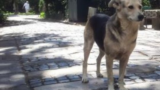Doi bărbați au fost reținuți de poliție pentru că au împușcat un câine