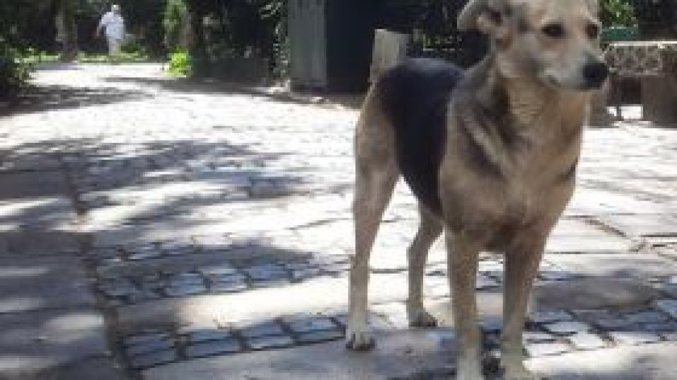 Doi bărbați au fost reținuți de poliție pentru că au împușcat un câine