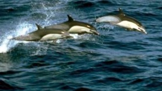 Numărul delfinilor eşuaţi pe malul Mării Negre a crescut