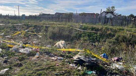 Mărășești: Copil de trei ani, omorât de câinii fără stăpân