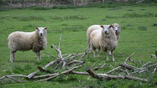 Recomandări pentru proprietarii de animale, având în vedere precipitaţiile abundente anunţate