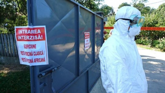 Două noi focare de pestă porcină africană confirmate în județul Arad