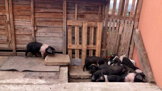 Autorităţile veterinare recomandă examinarea trichineloscopică a cărnii de porc înainte de consum