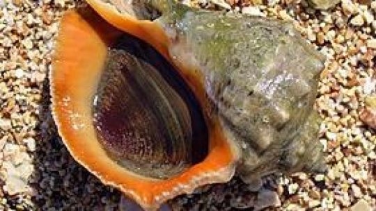 Inspectorii sanitar-veterinari au confiscat şi eliberat în mare aproape 800 de kilograme de rapane