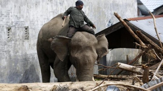 Inundațiile din Indonezia: O mie de morți și peste 200 de dispăruți