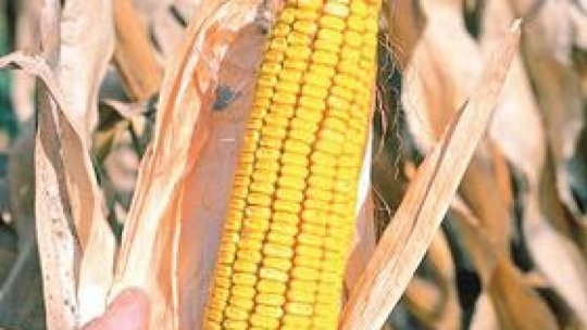 În România producţia de porumb din acest an va fi de doar 3 tone la hectar