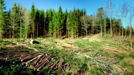 Revizuirea regulamentului UE privind comercializarea produselor care provin din defrişări