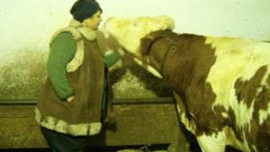 Un focar de boala limbii albastre a fost identificat în județul Sibiu