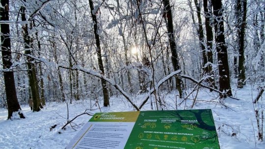 Ministrul mediului, nemulţumit de direcţiile silvice cu pierderi financiare