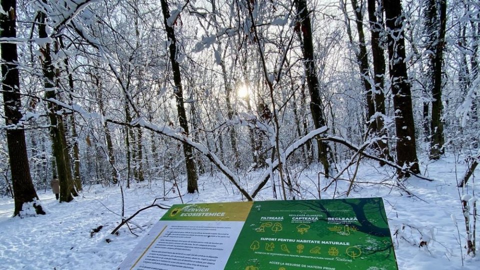 Ministrul mediului, nemulţumit de direcţiile silvice cu pierderi financiare