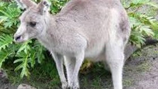 Un pui de cangur a fost găsit pe o stradă din sectorul 5 al capitalei