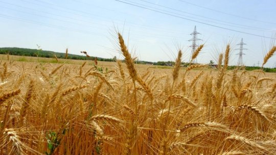 Bursa europeană de cereale va deschide o sucursală la Constanţa