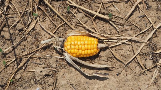 Pierderile în sectorul vegetal au fost anul trecut de peste 2,5 miliarde de euro