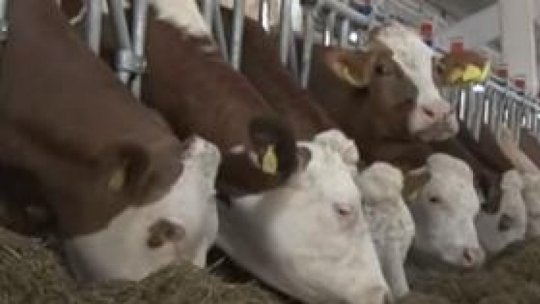 Autorităţile sanitar-veterinare în alertă din cauza unui focar de febră aftoasă confirmat în Ungaria