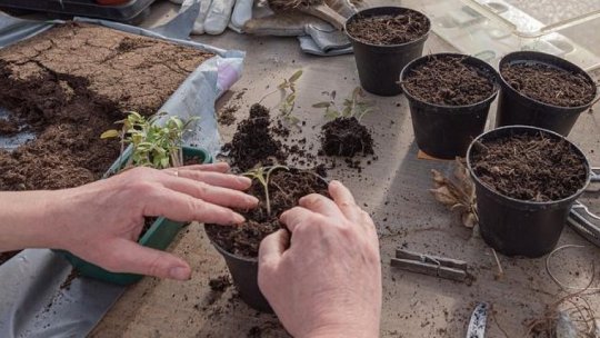 Răsaduri de plante de sezon de vânzare în Buzău