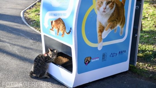 Două mii de porții de hrană pentru pisici fără stăpân de la automatele din Capitală