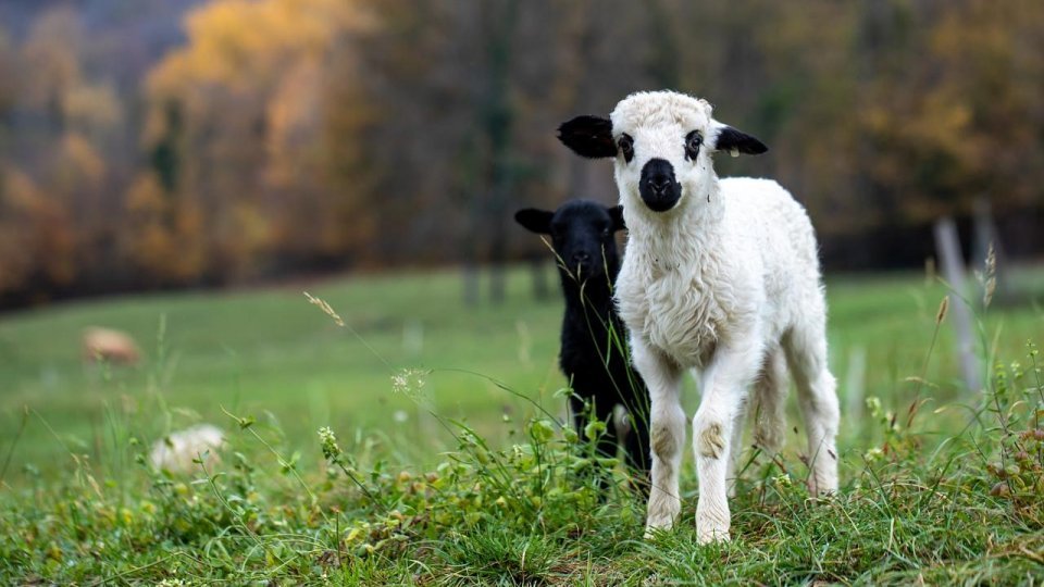 Îngrijorare printre crescătorii de ovine