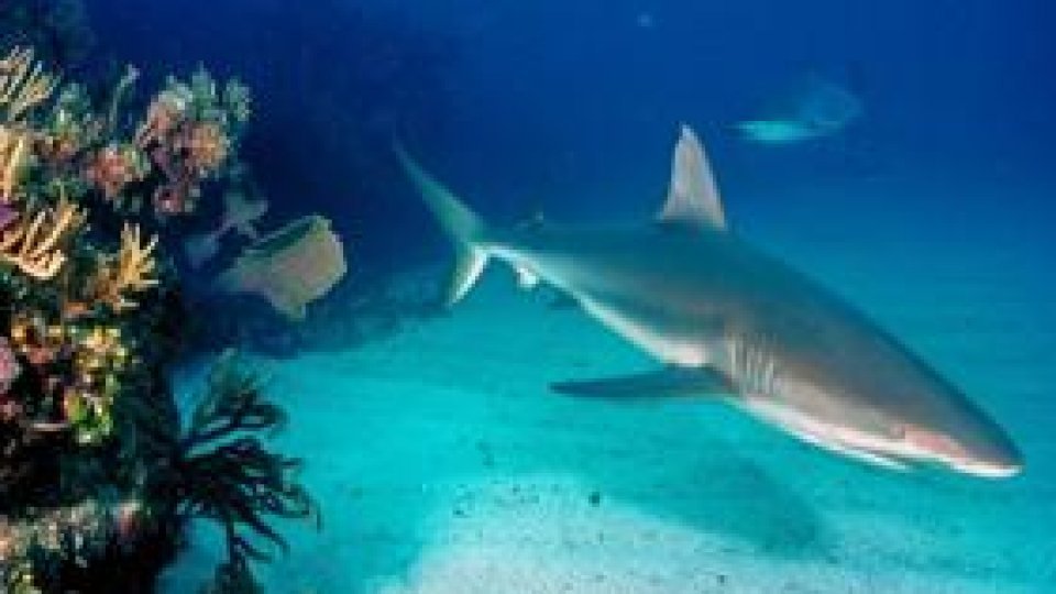 Cel puţin 6 morți după scufundarea unui submarin turistic în largul oraşului Hurghada de la Marea Roşie