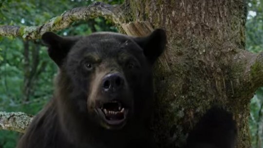 Un bărbat a fost atacat de urs, duminică seară, în Predeal