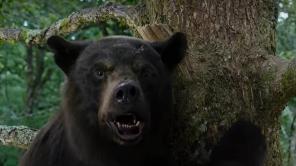 Un bărbat a fost atacat de urs, duminică seară, în Predeal