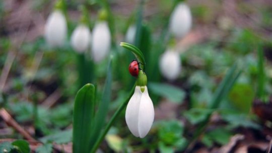 Temperaturi peste valorile normale în perioada următoare
