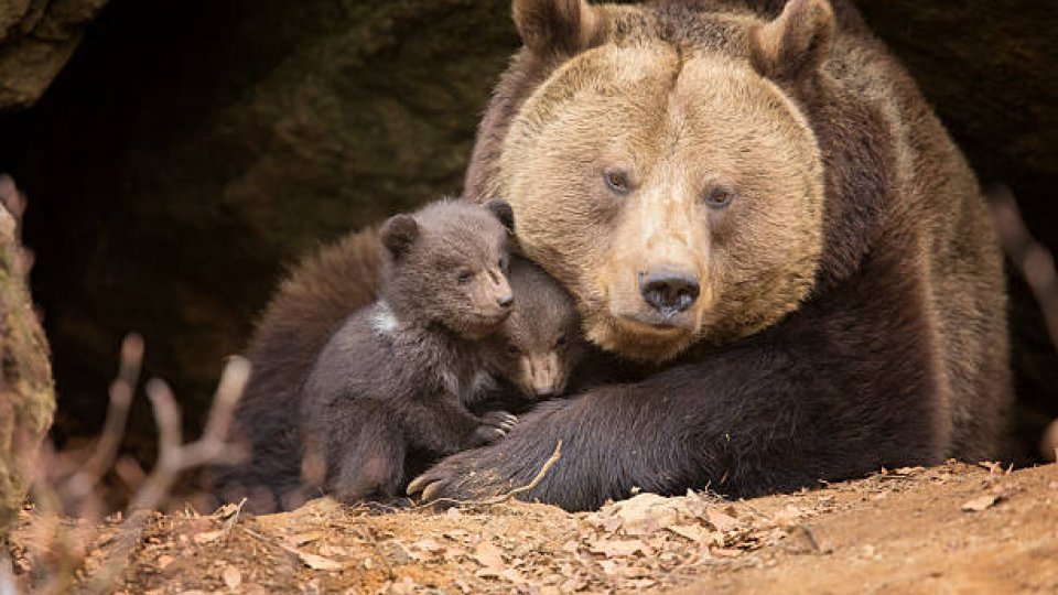 Bears can be shot on sight