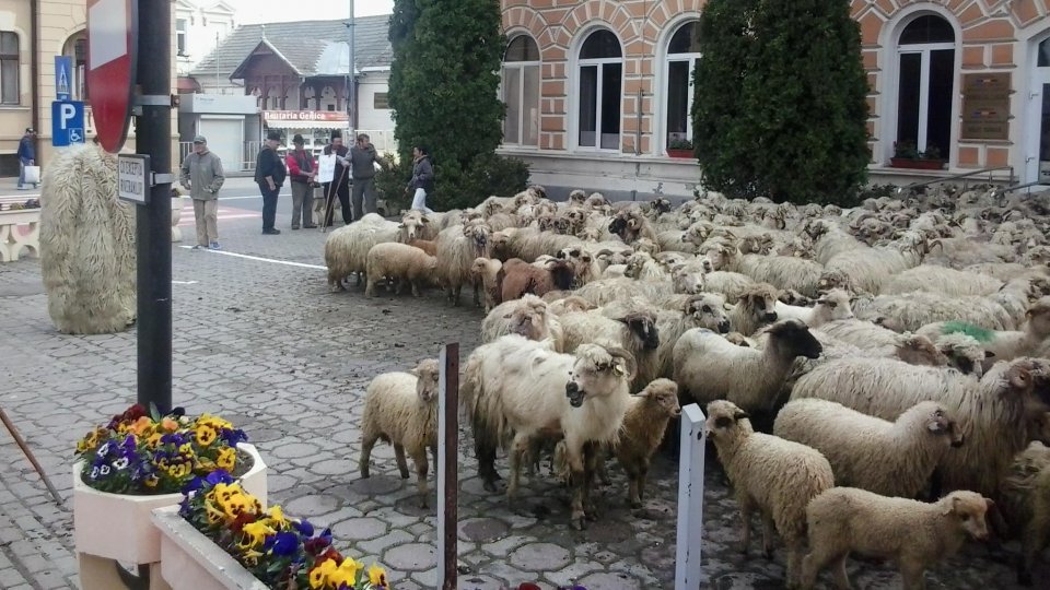 Crescătorii de ovine și de caprine din jud. Arad au scăpat de restricțiil