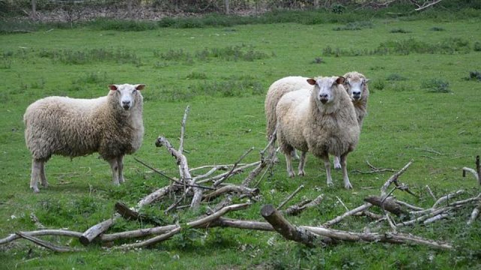 ANSVSA, buget suplimentat pentru măsurile de prevenire a febrei aftoase