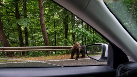 Alertă de urs pe o stradă din Bușteni