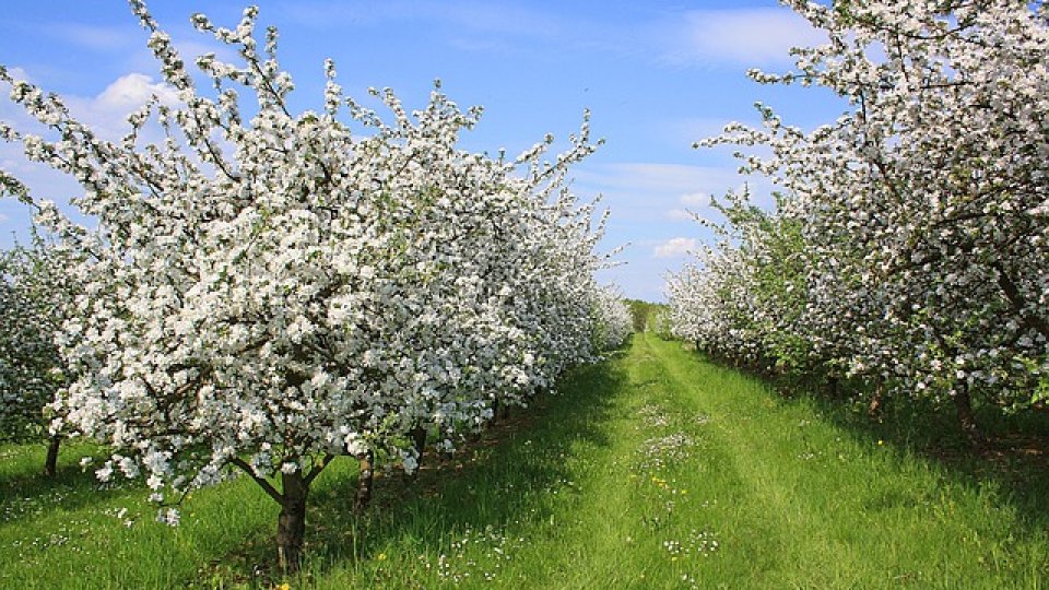 Vlad Gheorghe: Nu avem asigurări pentru contextul de îngheț târziu sau timpuriu