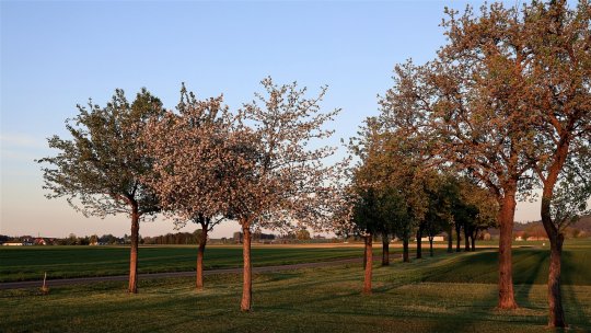 Culturile, grav afectate de valul de frig de la începutul lunii aprilie