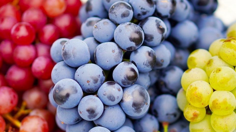 AFP: Un poluant foarte răspândit, detectat în vinurile europene, potrivit unui ONG