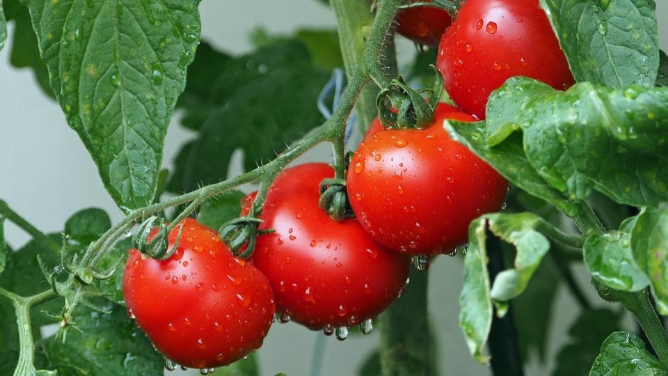Ajutor de stat pe 3 ani destinat fermierilor care cultivă legume