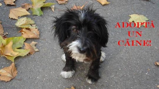 Ziua animalelor fără stăpân