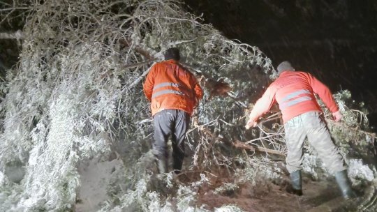 Neamț: Drumuri blocate din cauza copacilor doborâți de vânt și zăpadă
