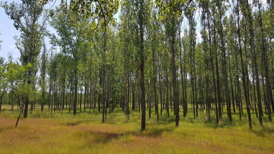 Proprietarii primesc mai mulți bani pentru împăduriri prin PNRR