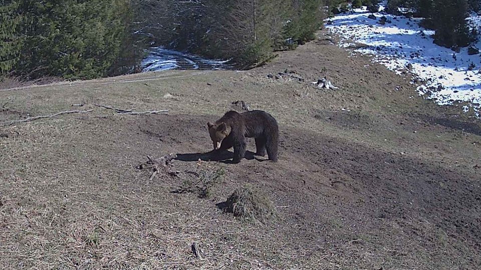 Un urs a fost văzut la Sinaia