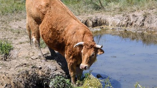 Fermele și micile afaceri din zona râului Târnava Mică, afectate de criza de apă