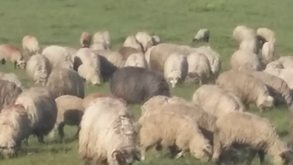 Primul caz de variolă ovină a fost confirmat în judeţul Teleorman
