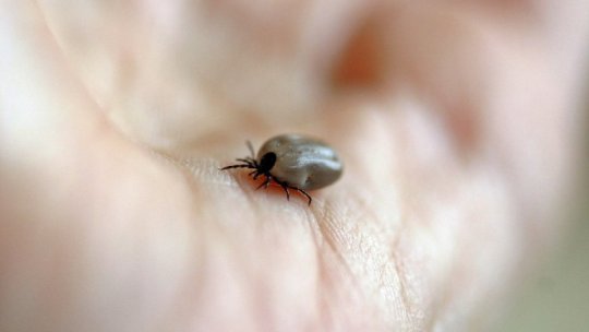 A crescut numărul persoanelor muşcate de căpuşe
