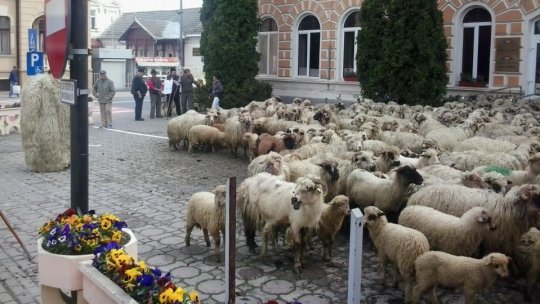 Grecia: Epidemie de pestă la ovine