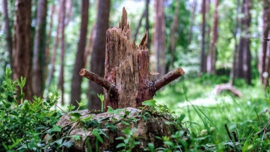 The reforestation program is available until January 2026