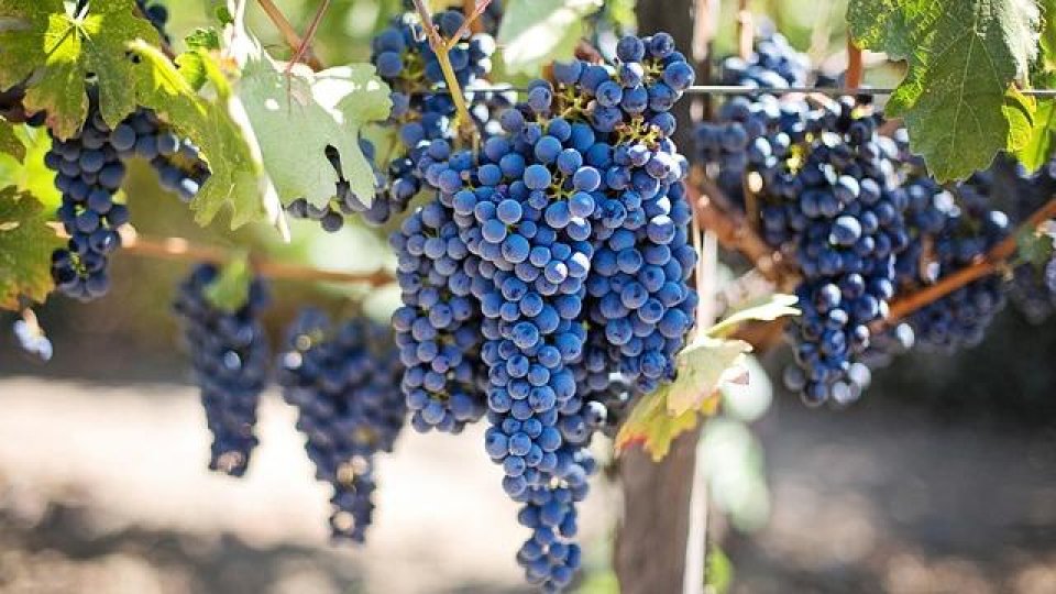 Schimbări ale condițiilor de sprijin pentru viticultori