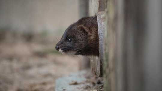 Un animal extrem de rar găsit mort pe o stradă din Tulcea