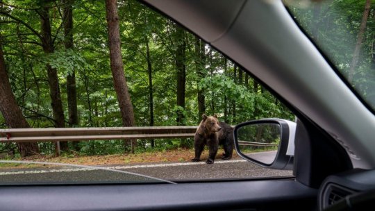 Urs, văzut pe DN1, în zona Azuga