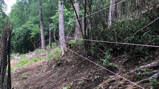 Râșnov: Gard electric împotriva urșilor