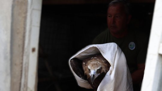 Vulturul salvat în Delta Dunării luna aceasta a fost eliberat