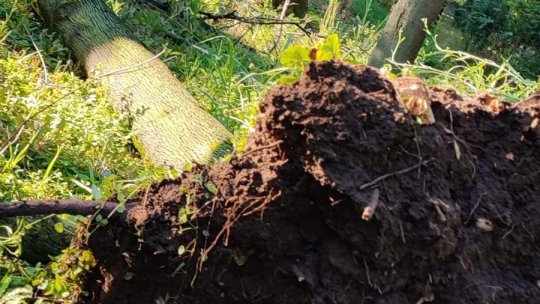 Frasinul secular din Cișmigiu, doborât de furtună