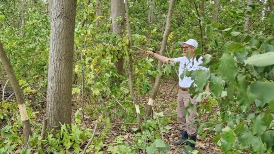 O bacterie extrem de agresivă a dus la defrișarea Parcului Zăvoi din Râmnicu Vâlcea